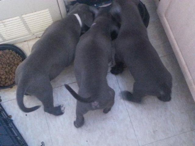 Nice pups looking for new home