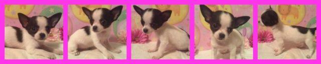 Nico the adorable Chihuahua