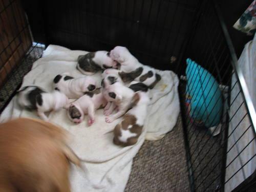 NKC American Bulldog puppies for sale