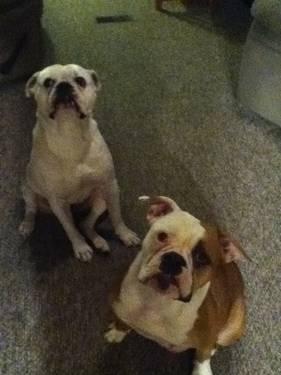 nkc american bulldog puppies with papers