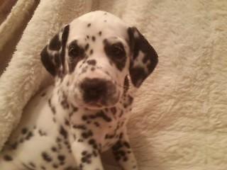 Non Reg. Cute Dalmation female pup for sale - 11 weeks old