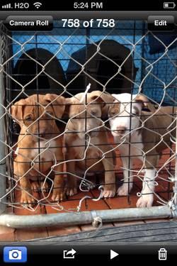 NOPAPERS KENNEL PITBULL PUPPIES FOR SALE
