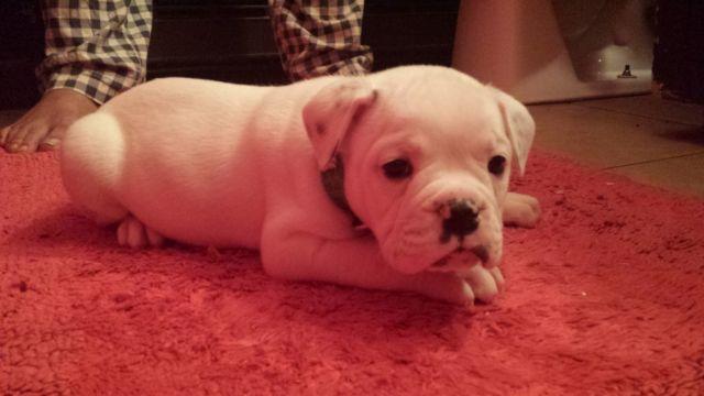Old English Bulldogge Puppies for Sale
