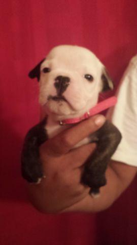 Old English Bulldogge Puppies for Sale