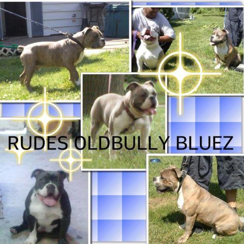 Old English Bulldogge pups IOEBA Registered