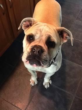 Olde English Bulldog Looking for New Family