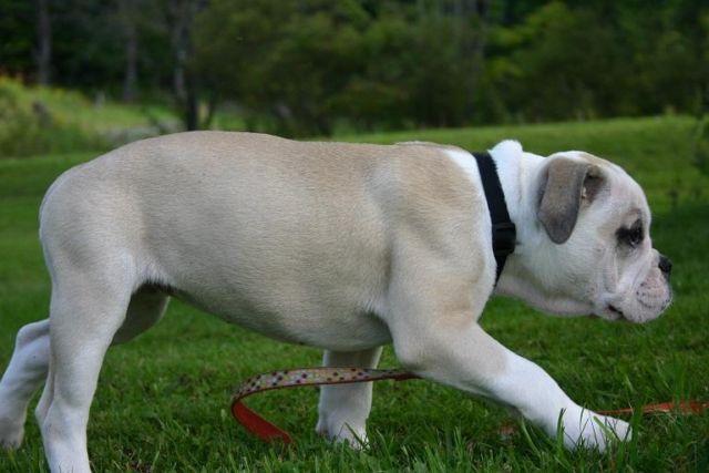 Olde English Bulldogge Pup - 4 months