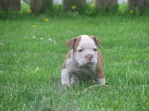 Olde English Bulldogge Puppies Available