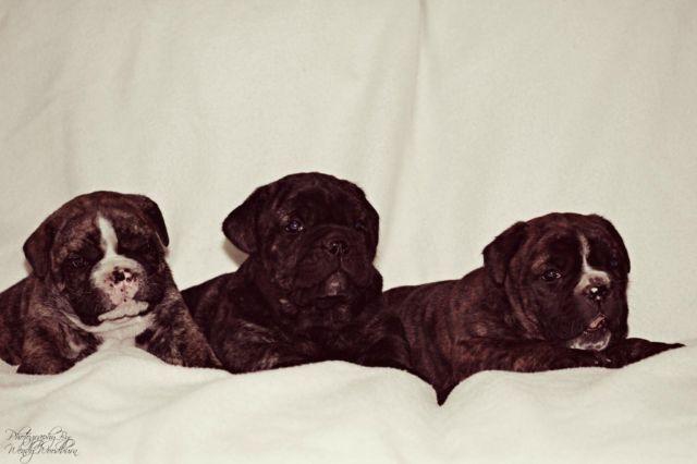 Olde English Bulldogges Puppies 11 weeks old