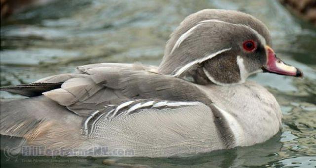 One 2014 hatch Smew Duck pair for sale
