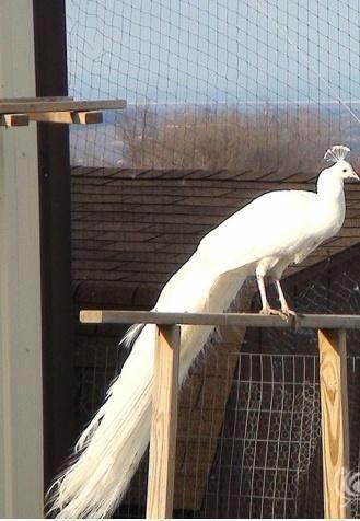 One 2014 hatch White Peafowl for sale