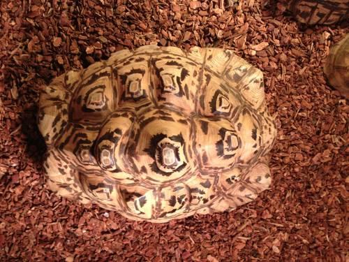 One large female Leopard Tortoise
