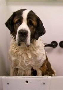 One year old female St. Bernard to a good home