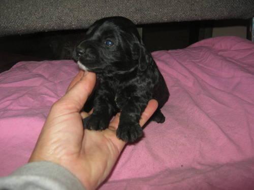 ONLY 1 left COCKAPOO male pup