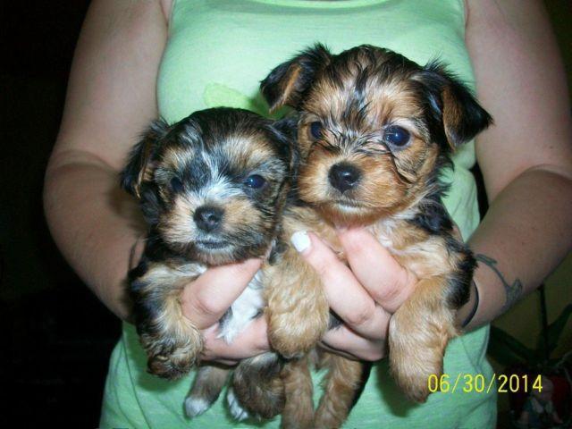 ONLY 1 LEFT! Yorkie Mix Pups- Part Yorkie, Toy Poodle, & Shih Tzu.
