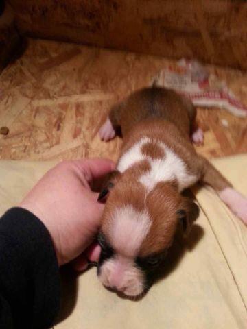 Only 2 female 5 week old boxer puppies left