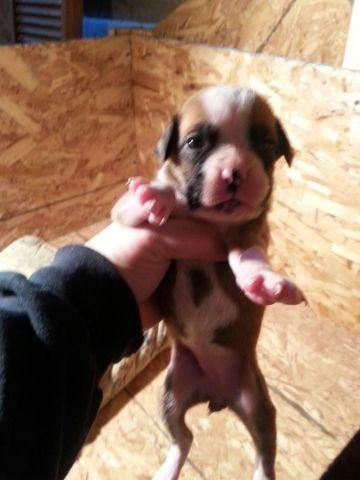 Only 2 female boxer puppies left
