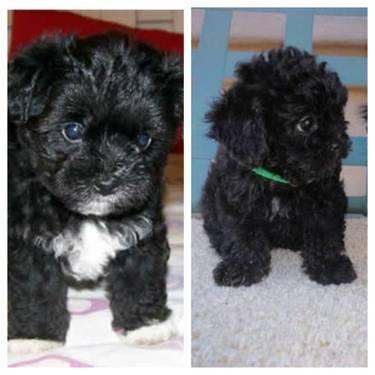 ONLY***$400each/ 2 Male Shih Poo Puppies