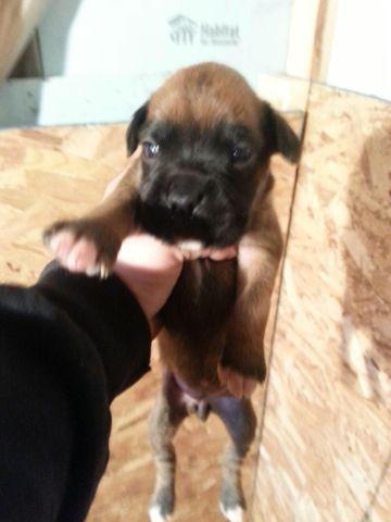 Only 4 boxer puppies left