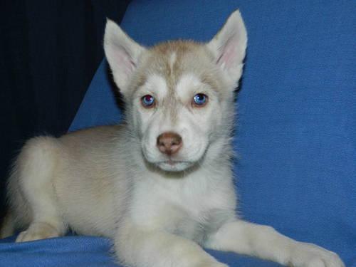 Only 5 AKC Siberian Husky puppies left!