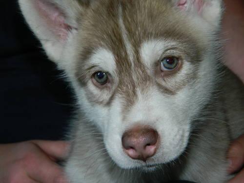 Only Two AKC Siberian Husky Puppies left!