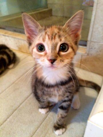 Orange & Gray Female Tabby Kitten for Adoption - 3 Months (Ginger)