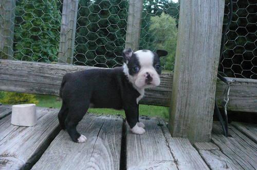 Orphaned Boston Terrier Puppies