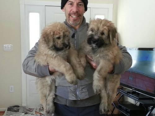 Outstanding Bouvier Des Flandres puppies - 9 Weeks old