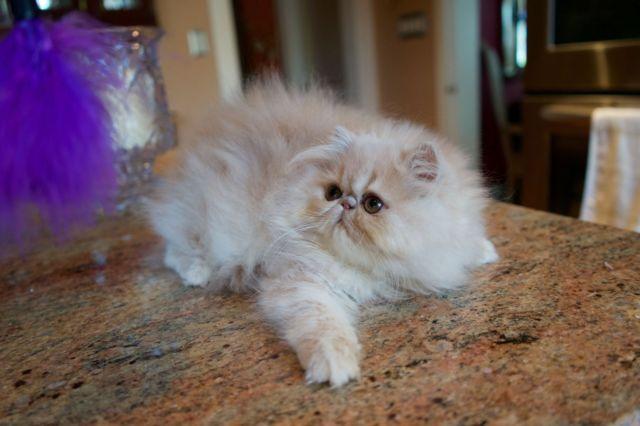 OUTSTANDING Cream Male PERSIAN Kitten