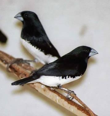 Pair of Black & White seedeater