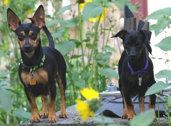 Pair of Female Small Mixed Breed 12 mo old Dogs