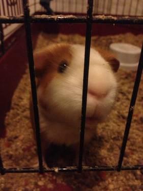 Pair of guinea pigs (females) to a great home only