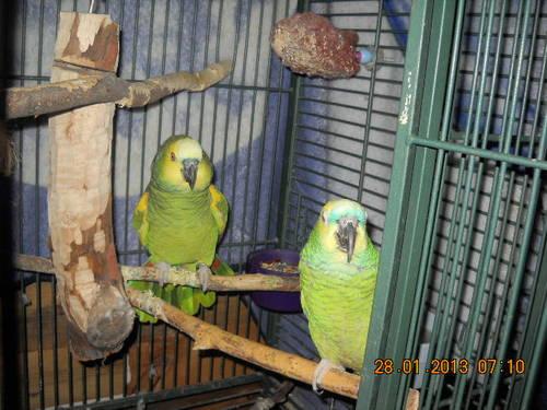 pair of quaker parrots for sale or trade