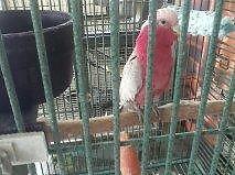 pair of senegal parrots(male&female)