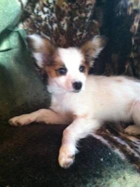 Papillon - Pixie - Small - Baby - Female - Dog