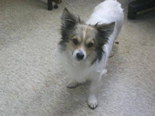 Papillon - Skeeter - Small - Young - Male - Dog