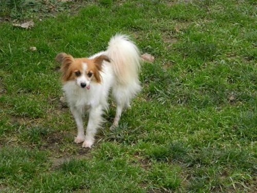 Papillon - Trudy ~needs Love And Understanding~ - Small - Adult