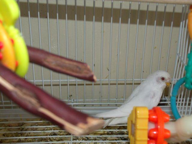 Parakeet For Adoption
