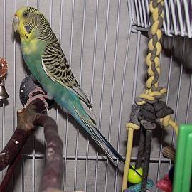 Parakeet (Other) - Lucky - Small - Senior - Male - Bird