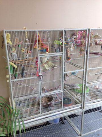 Parakeets and cockatiels for sale