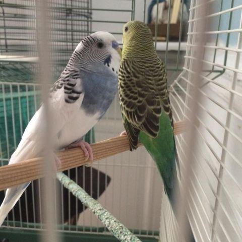 Parakeets with huge cage