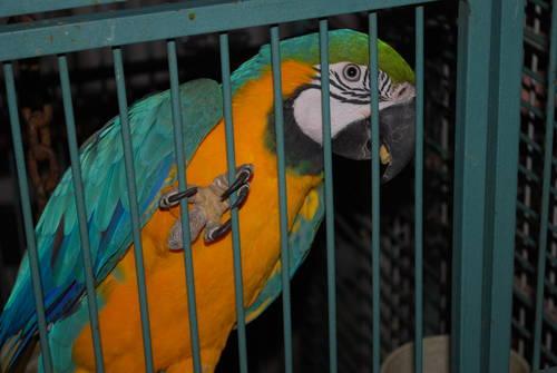 Parrot Adoption application