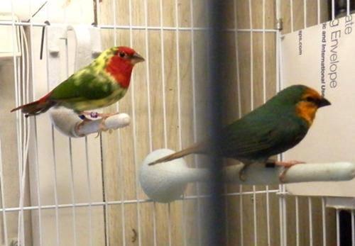 Parrot Finch Pr(proven) Red face & Seagreen