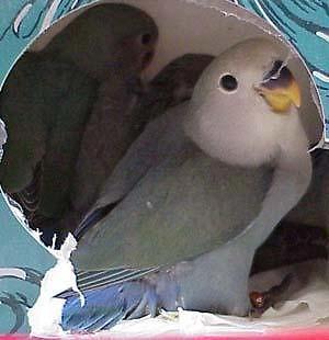 parrotles babies bluez