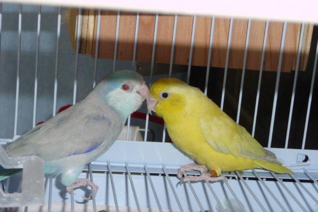 parrotlet breeding pair