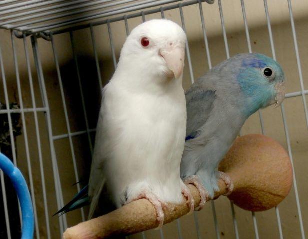 Parrotlet Males