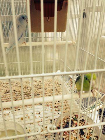 Parrotlet pairs for sale
