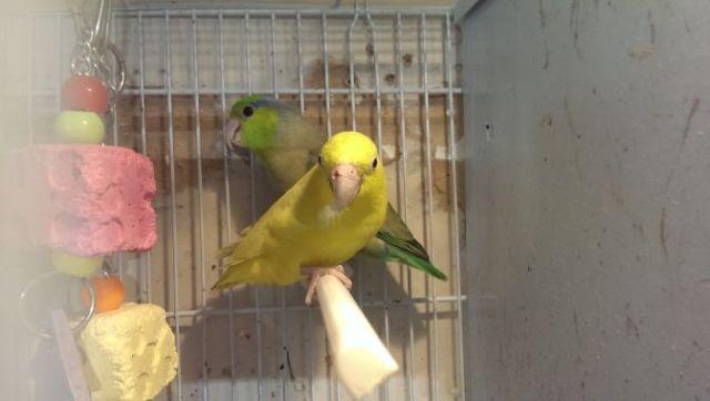 Parrotlet proven pairs price negotioble