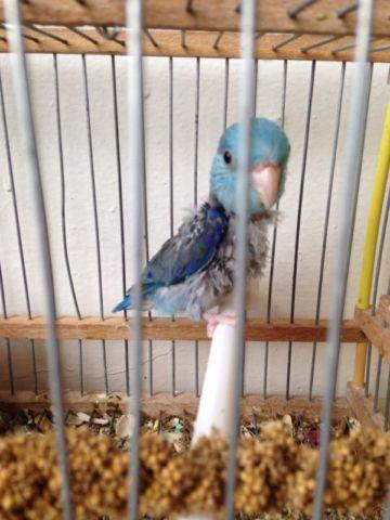 Parrotlet White Baby Fallow