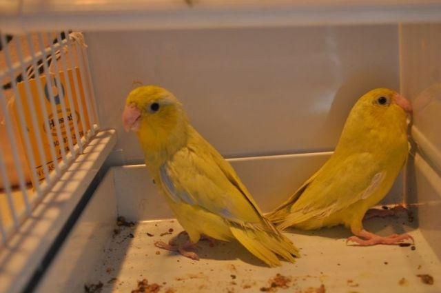 Parrotlets for new owners